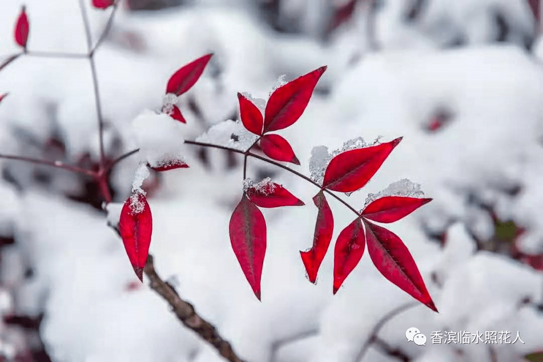 【思维导图“画”作文——如约而至的冬天】五年级 张梓佳《雪中即景》（13）  五年级作文 第9张