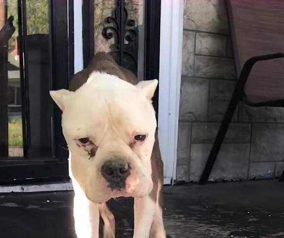 原创
  流浪狗用垃圾袋当床,这让女人很伤心,她每天都在门口等着领养 第2张 原创
  流浪狗用垃圾袋当床,这让女人很伤心,她每天都在门口等着领养 第2张