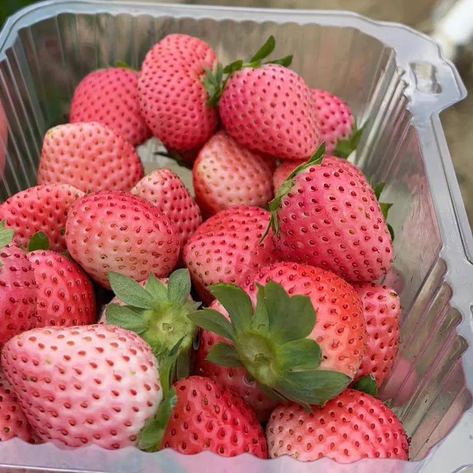 顾客买49.9元草莓塔全是绿色草莓，绿色的草莓能吃吗?？