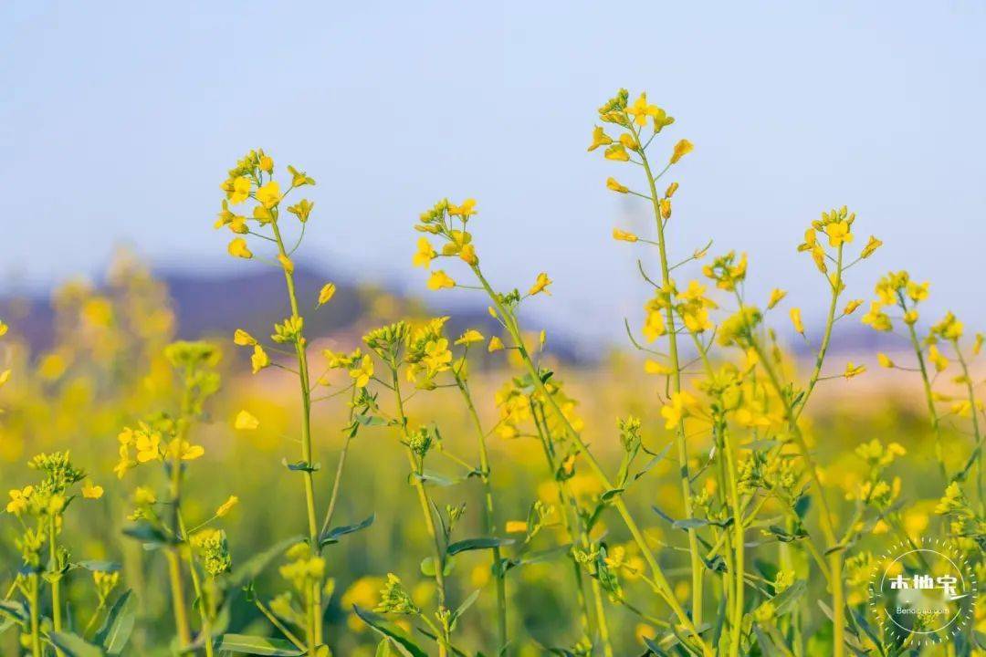 深圳春节赏花指南来啦!月季、樱花、梅花...那些处所都能看! 深圳春节赏花指南来啦!月季、樱花、梅花...那些处所都能看!