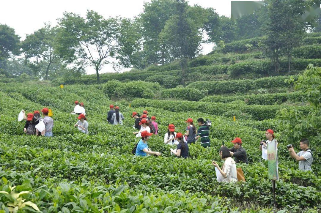 赏花品茗、果蔬采摘、亲子玩耍、户外烧烤农家饭~~都江堰市春节村落旅游精品景点线路带你畅玩！