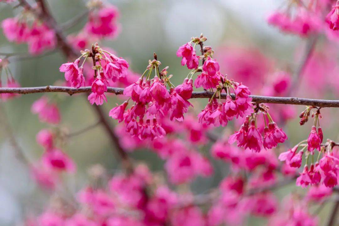 赏花、听瀑、登高、喂萌宠…韶关初春不成错过的踏青好去向来了，还免费