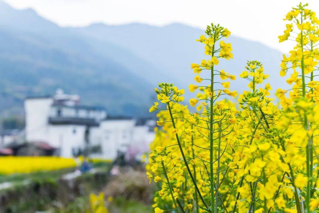 冬眠完毕，阳春三月，去婺源赴一场油菜花之约，那片地盘值得一去再去。