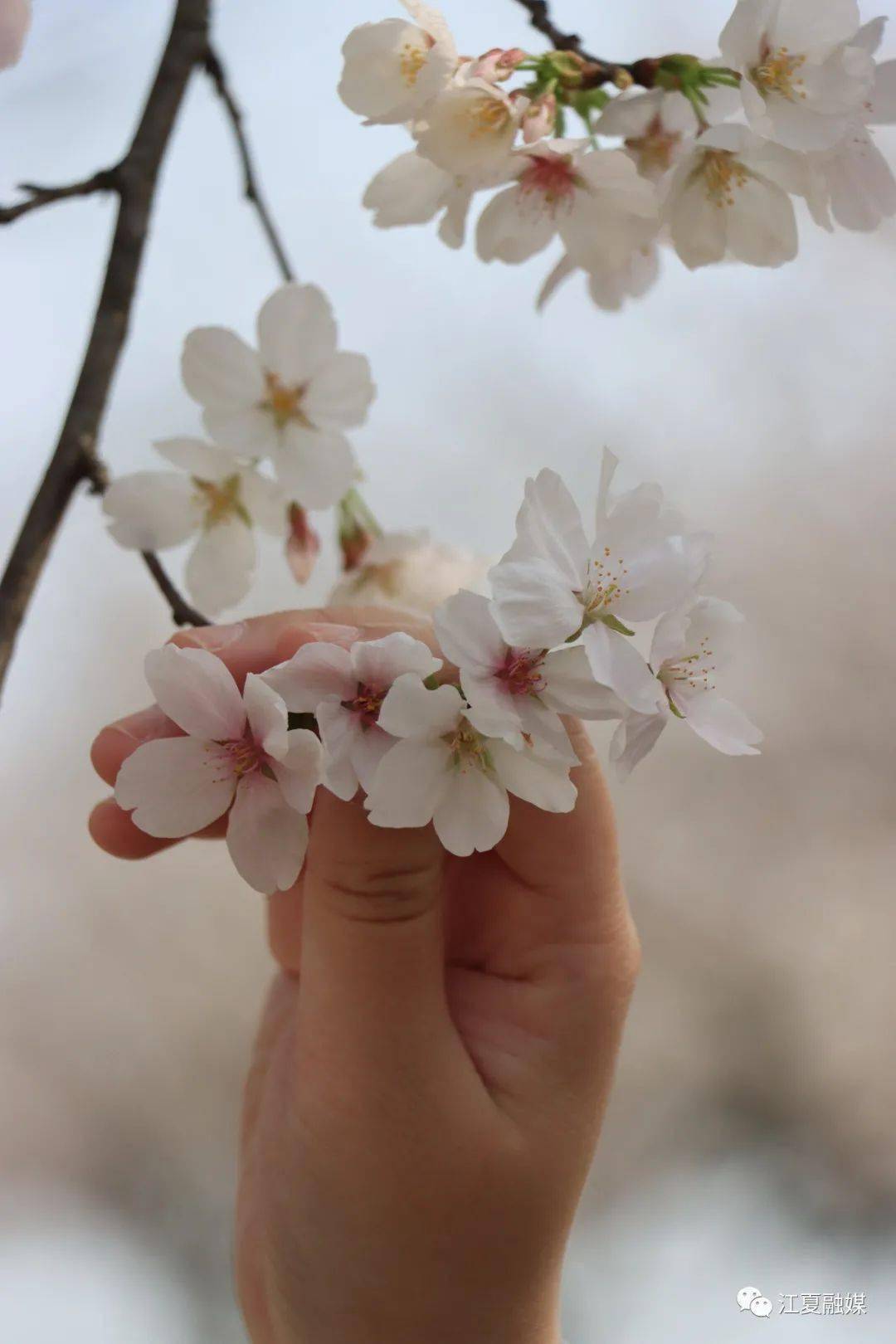 快保藏！江夏春季赏花地图来了