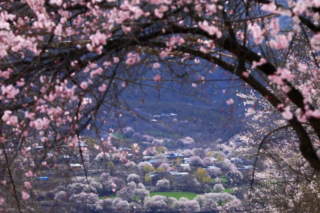 我解锁了17个西藏桃花网红打卡地，有人到那里摄影，成果...