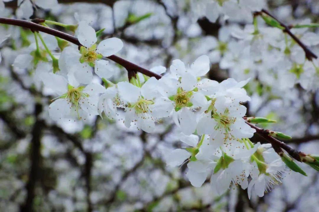 不行万亩樱花园，那座宝藏城市竟还有32个赏花地？