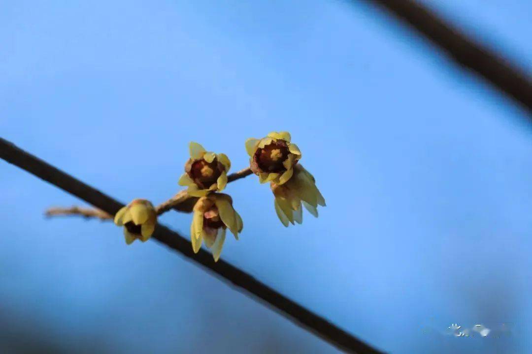 �������˱�����һĨ������ɫ