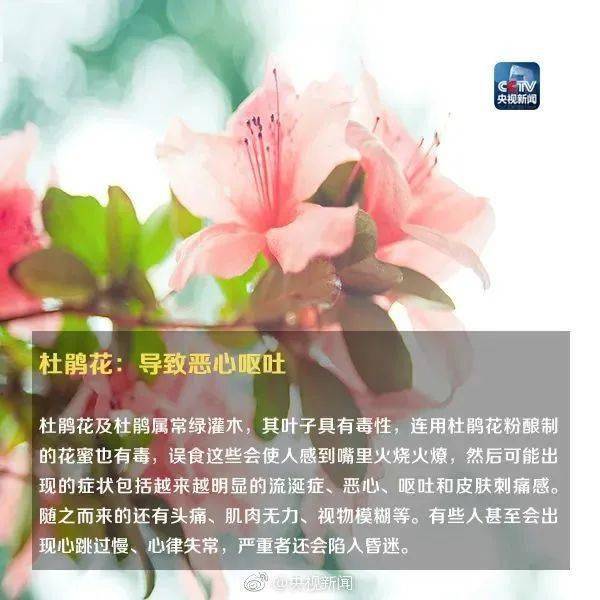 形似蒜苗，已有人中毒，你家花盆里可能也有→