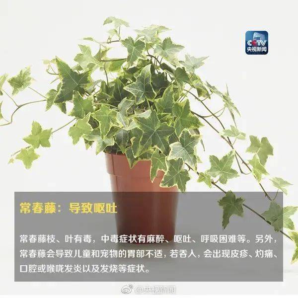 形似蒜苗，已有人中毒，你家花盆里可能也有→