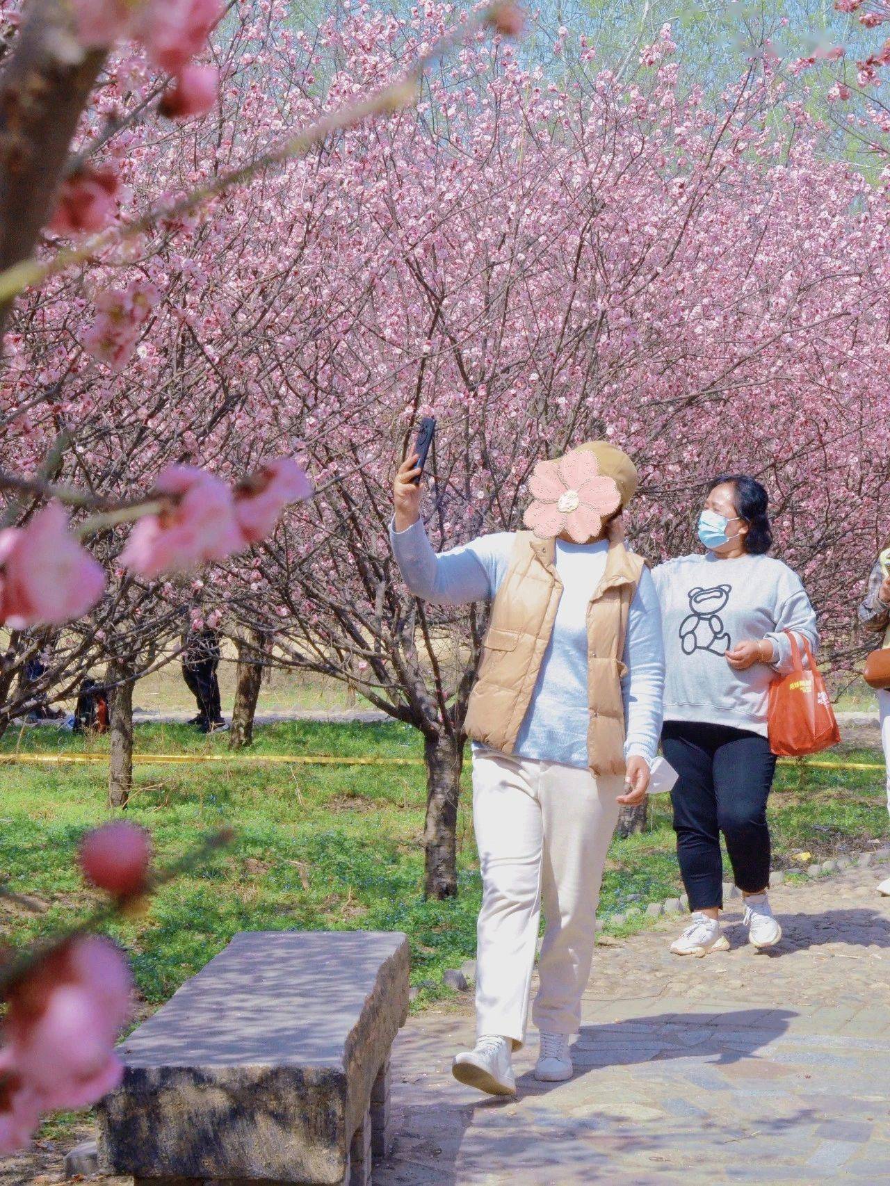 西安那两个免费赏花摄影打卡地绝了，似乎在国外……