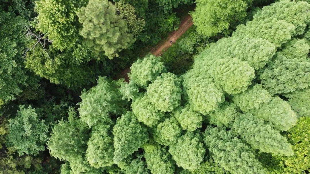 藏不住了!杭城爆火野奢疗愈酒店,私享避世山野丛林,全villa独栋别墅,自驾1h中转~ 藏不住了!杭城爆火野奢疗愈酒店,私享避世山野丛林,全villa独栋别墅,自驾1h中转~