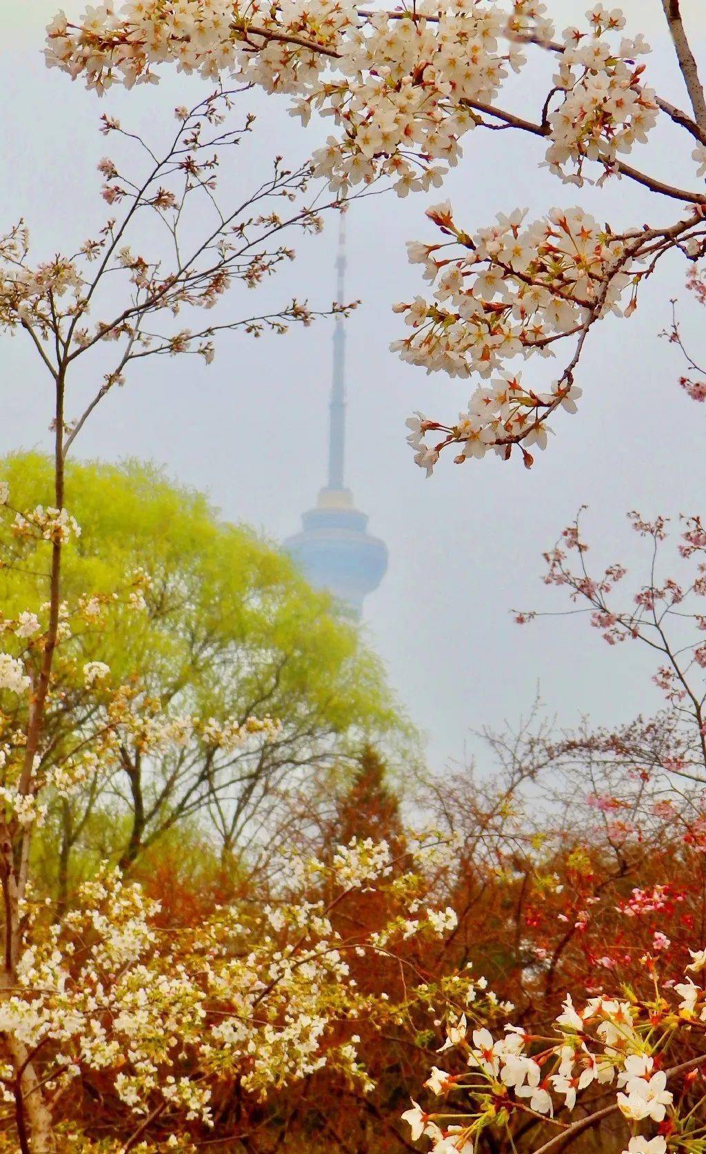 开花了！海淀 ｜请以樱花之名称号玉渊潭的春天