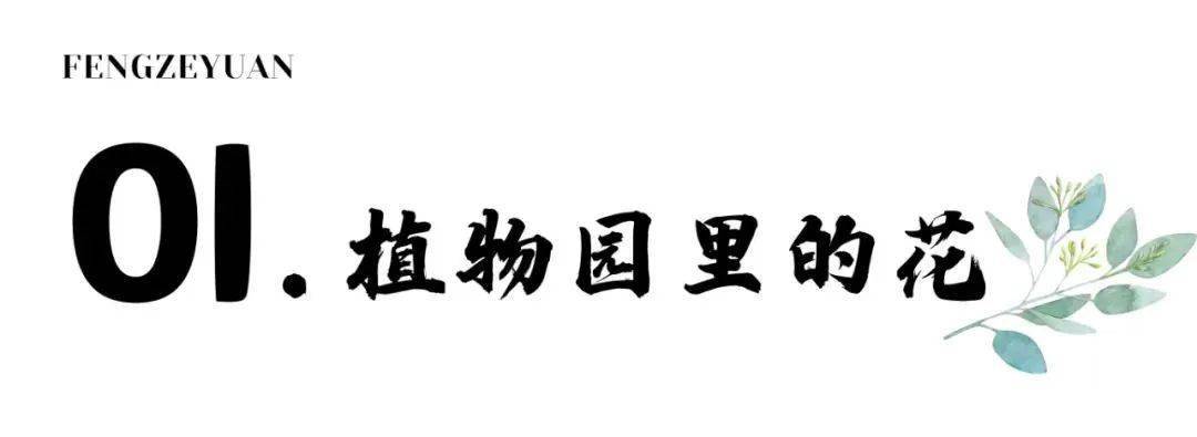 昆明“唤”新方案 | 来云南丰泽源动物园相逢梦幻莫奈花园