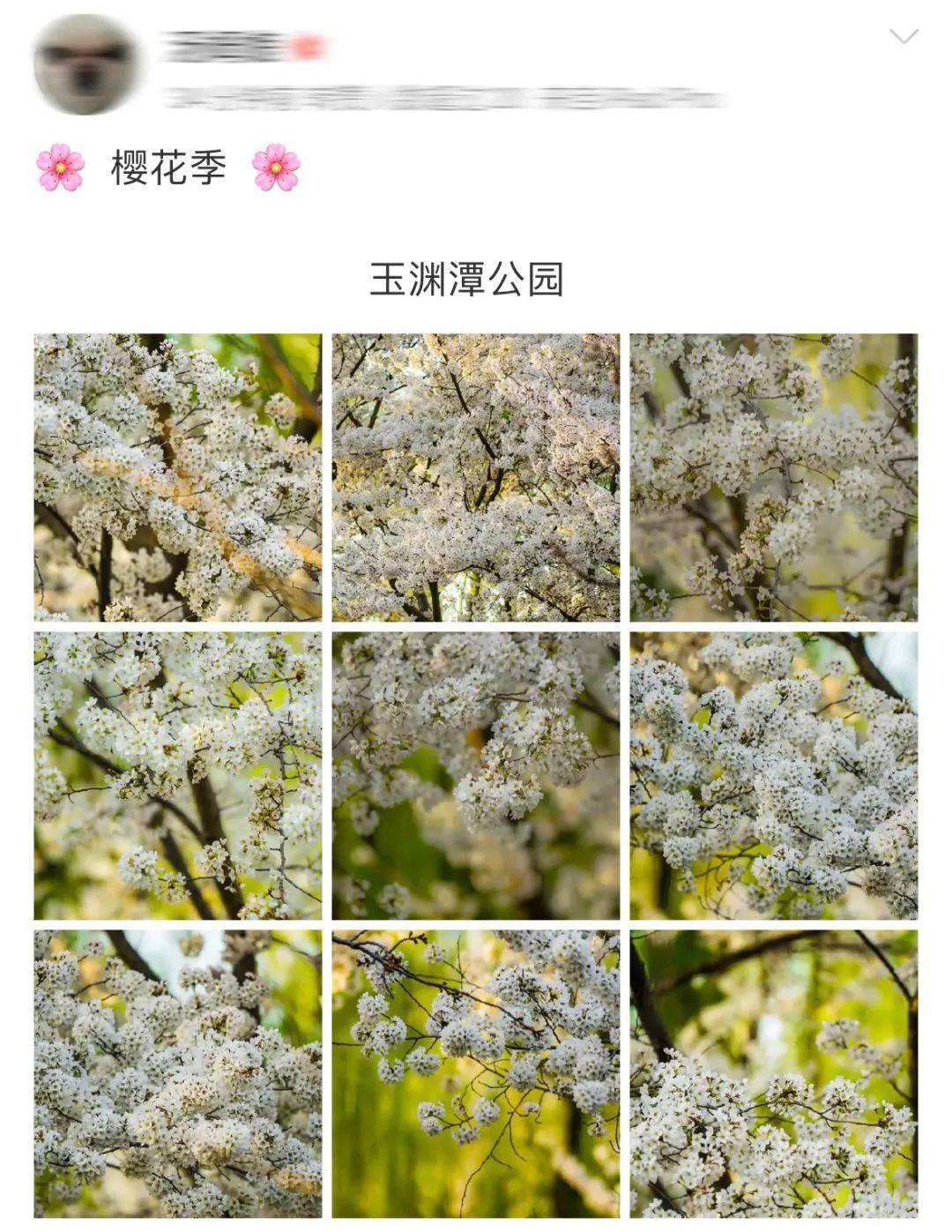 玉渊潭樱花盛放！附攻略——