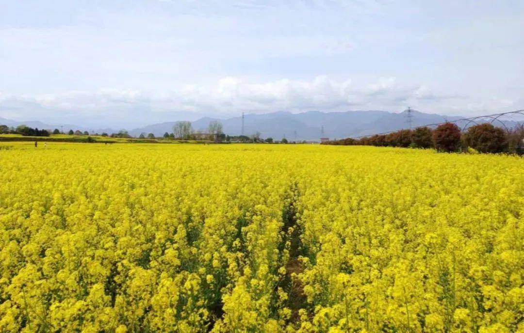 好动静！上付出宝搜“汉中油菜花”查赏花攻略享乘车优惠