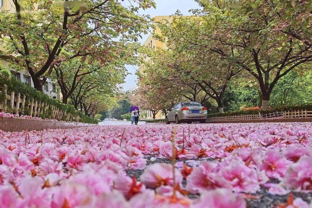 4月不来那座樱花开满的城市看看，我会遗憾整个春天