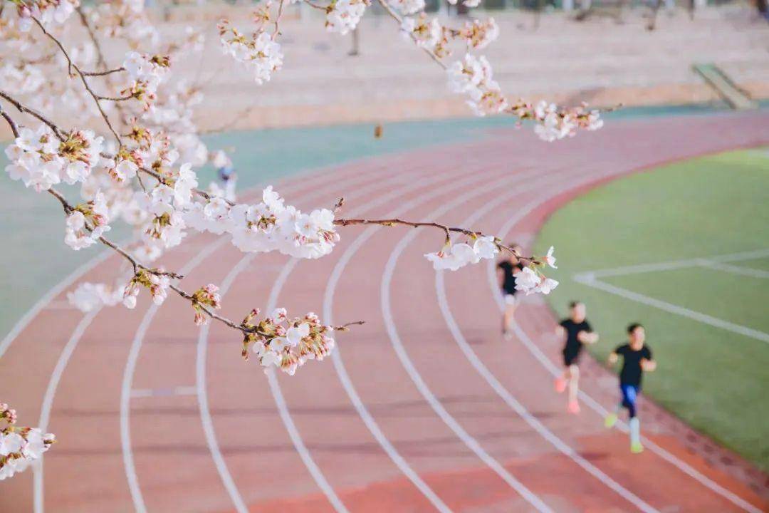 4月不来那座樱花开满的城市看看，我会遗憾整个春天