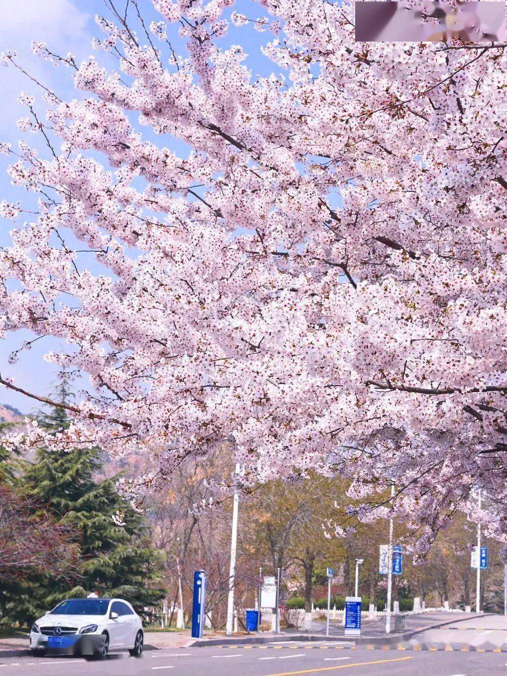 4月不来那座樱花开满的城市看看，我会遗憾整个春天