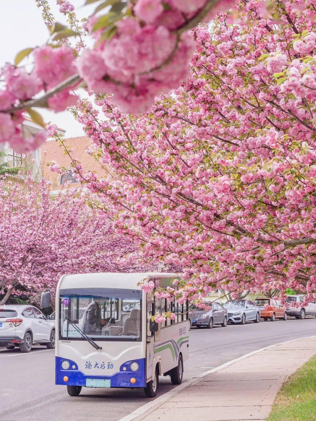 4月不来那座樱花开满的城市看看，我会遗憾整个春天