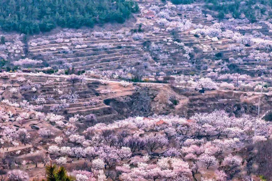 4月不来那座樱花开满的城市看看，我会遗憾整个春天