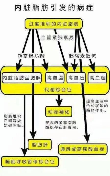 内脏脂肪是“隐形杀手”！如何减少内脏脂肪的危害呢？——脂达人调脂营
