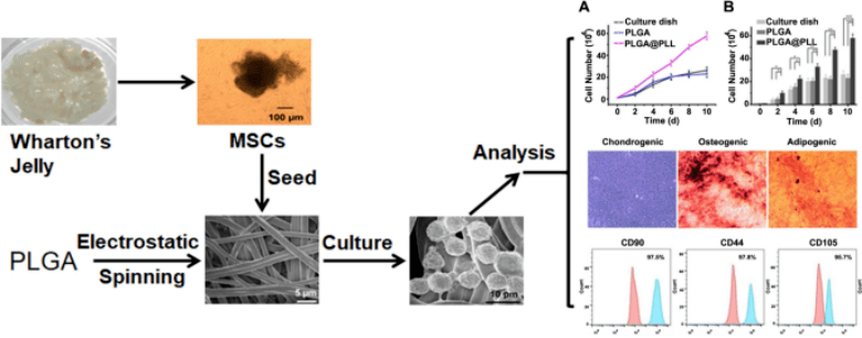 转载 基于三维PLGA PLL支架的干细胞规模化扩增技术助力干细胞治疗 充质 研究 using