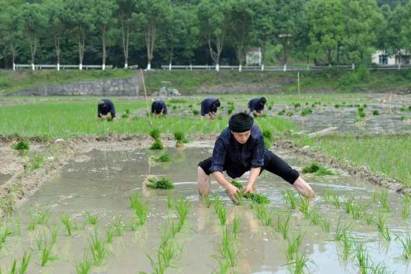 小满节气 | 夏熟凭小满 努力获丰年