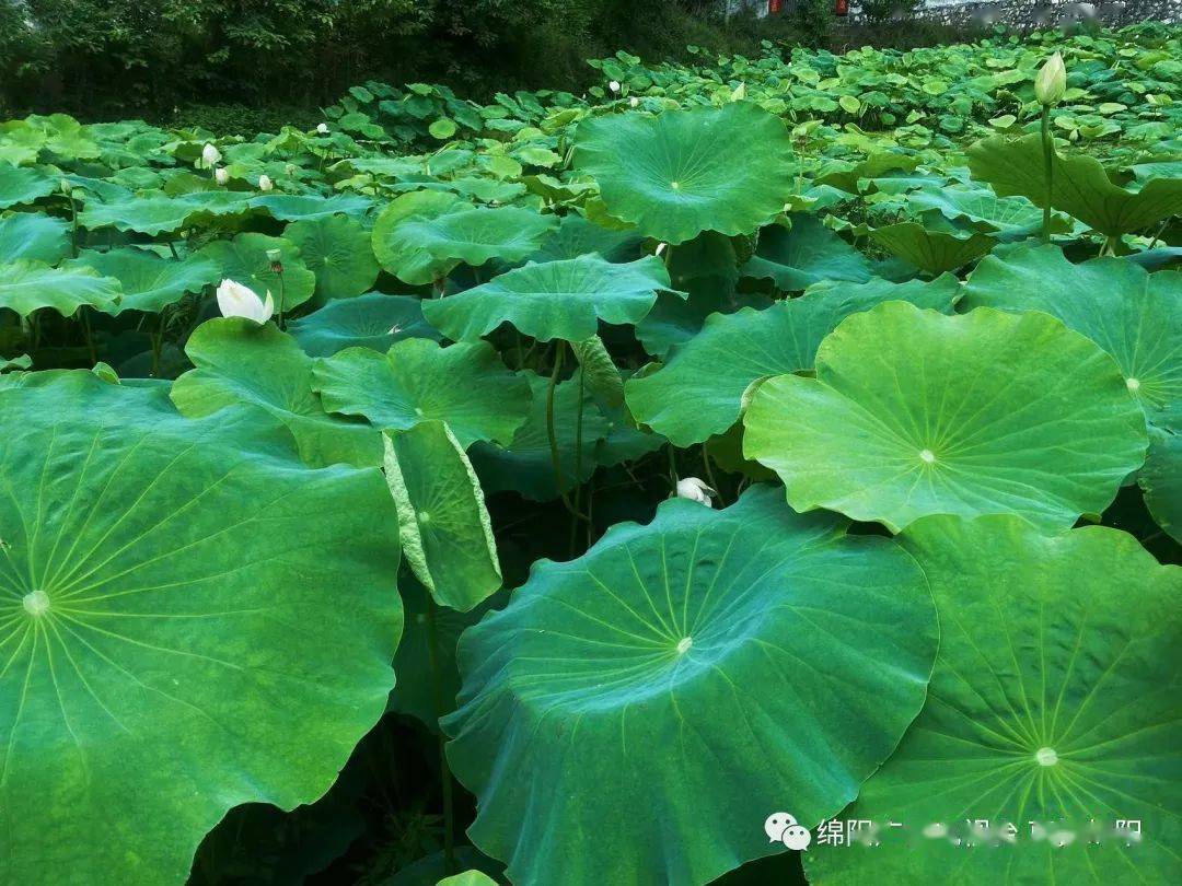 莲叶何田田