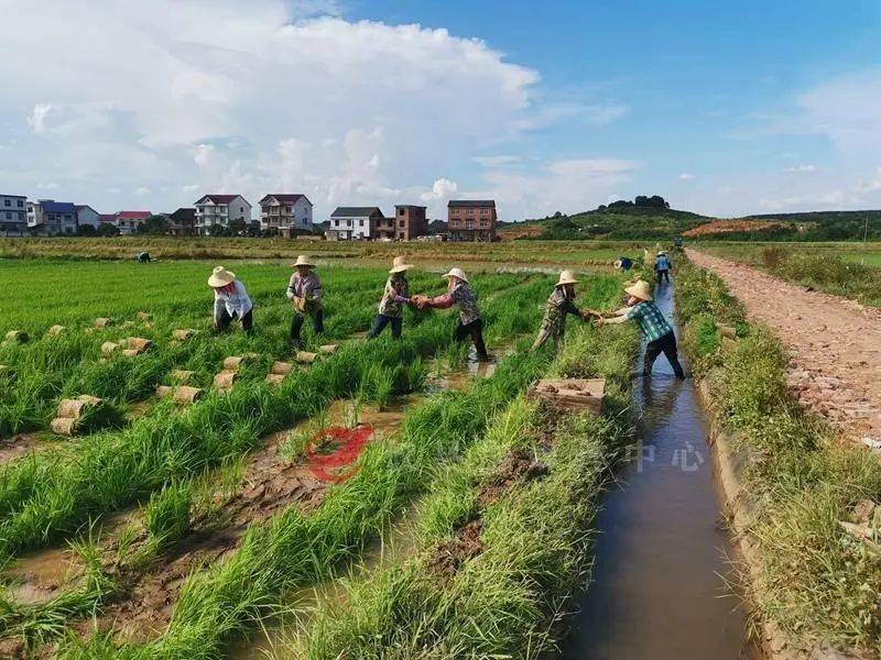 攸县：“割耕插”双抢三连扣 全景式展现沃野“丰”景