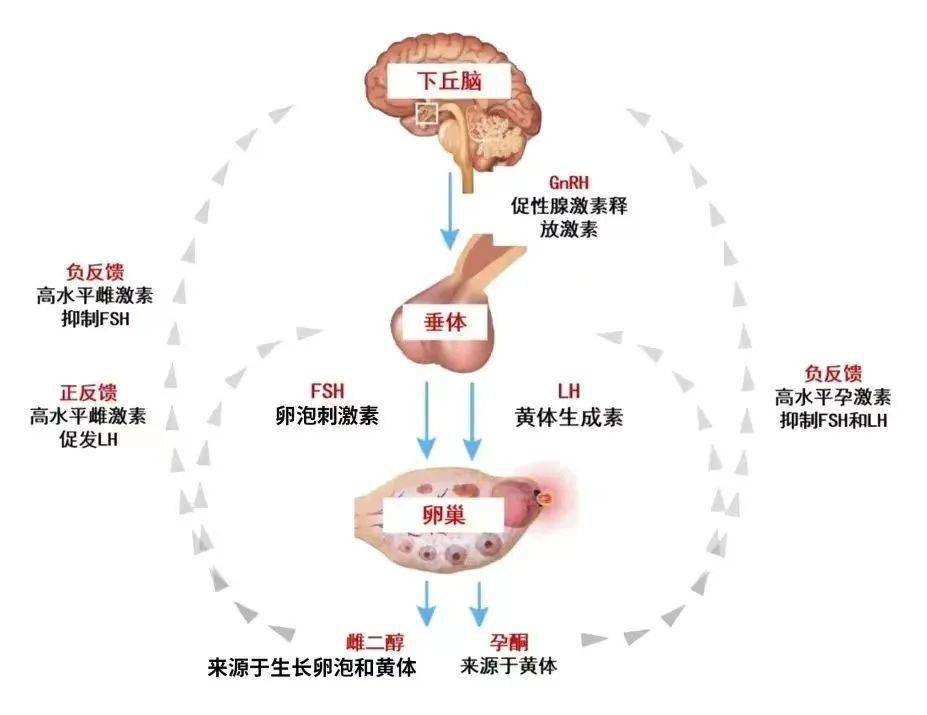 女性性激素六项的判读