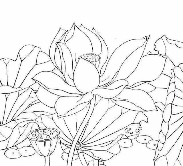 【国画教程】简单易学的白描荷花教程
