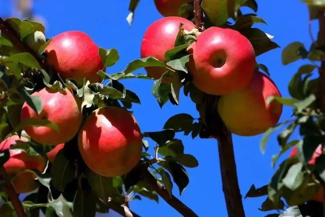 梦境的丰饶之树，解析梦见树上结了好多梨、苹果还有海棠的果实的深层含义