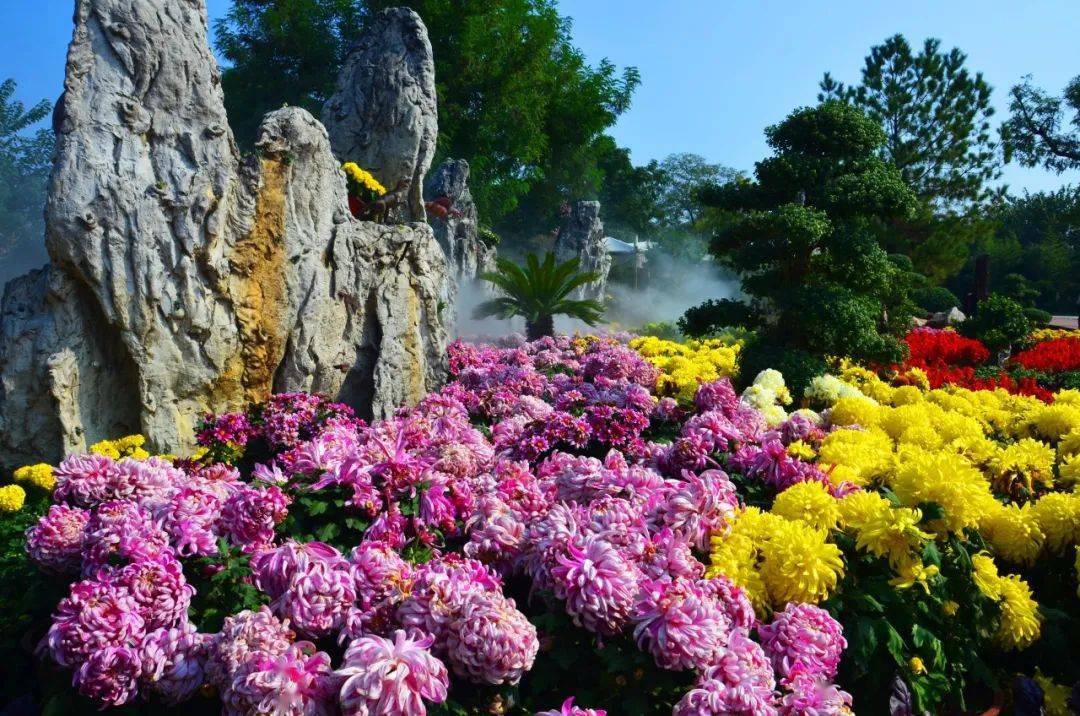 ！万岁山大宋武侠城武侠豪情，菊香满园在这里领略武侠风情品味菊花之美