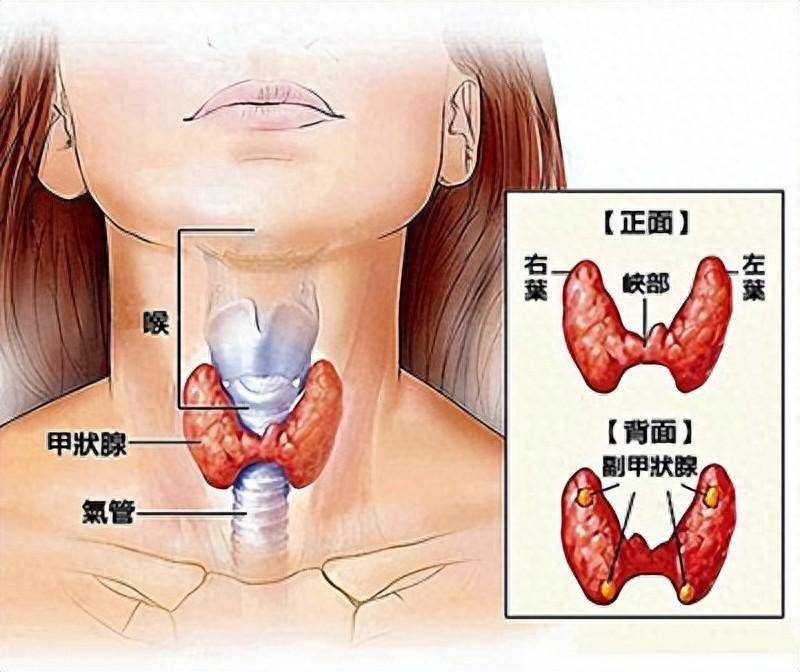 甲状腺，不可不知的那些事儿