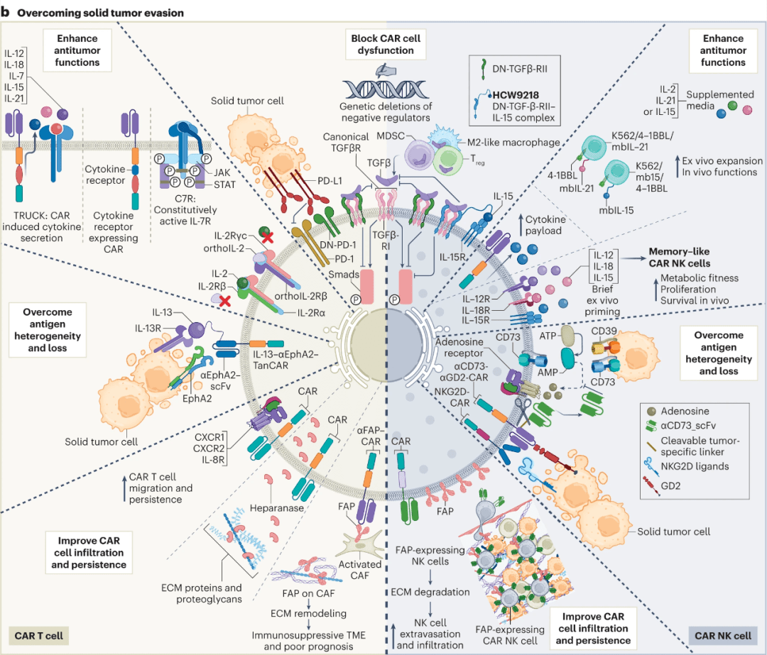 实体瘤CAR T NK结构设计大全 细胞 肿瘤 临床