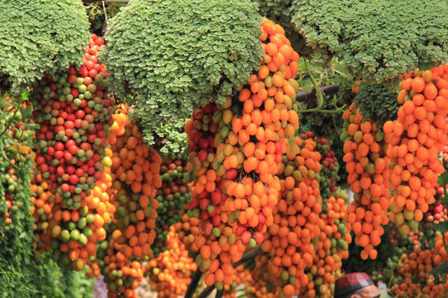 使用注意细节:赤霉素在西红柿顶穗果(第七穗果)坐住