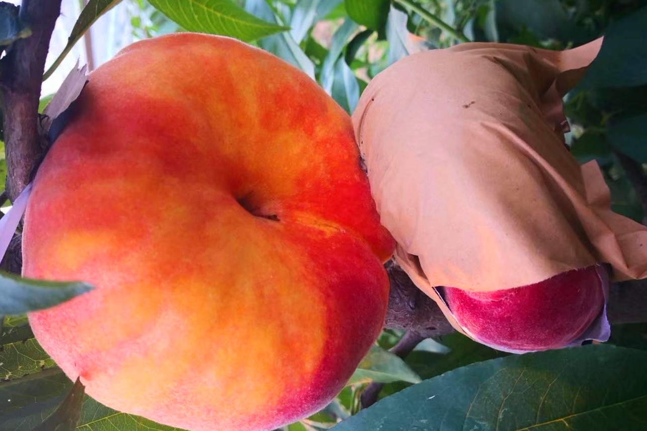 中蟠19号桃树苗