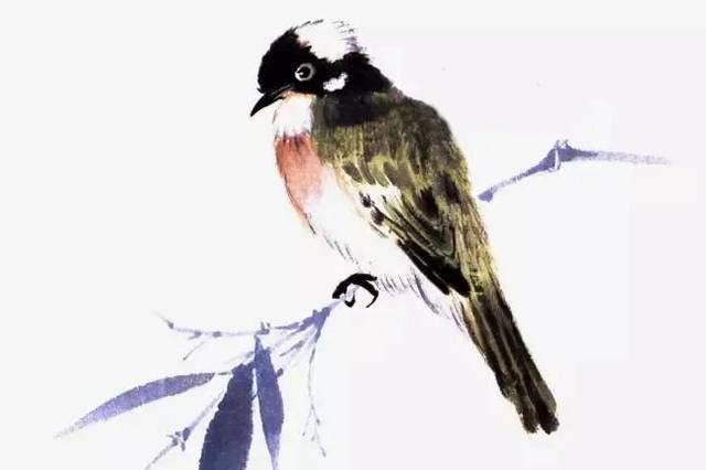 白头翁也是常见的笼鸟,善鸣叫,食性杂