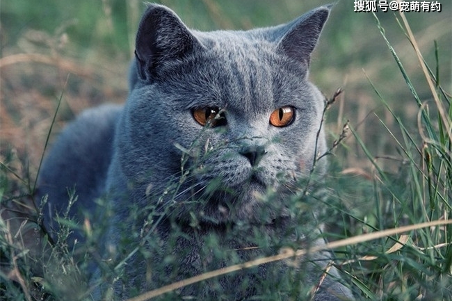 世界三大蓝猫，除了英、俄蓝猫，还有一种罕见品种，你见过吗？_英国