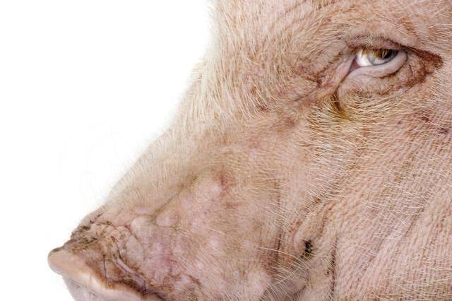 母猪眼屎泪斑出现的原因和防治措施