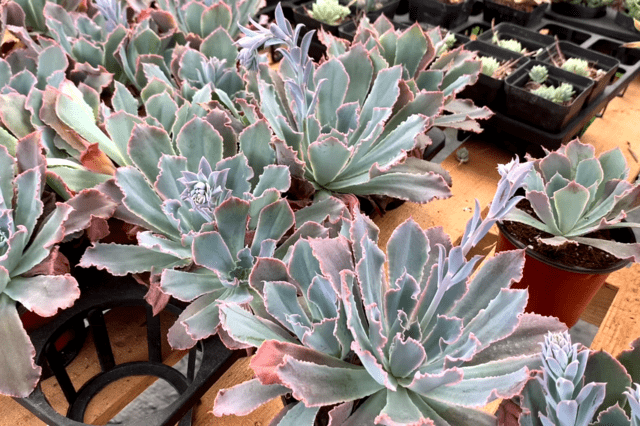 时里花卉阿龙的个人展示页