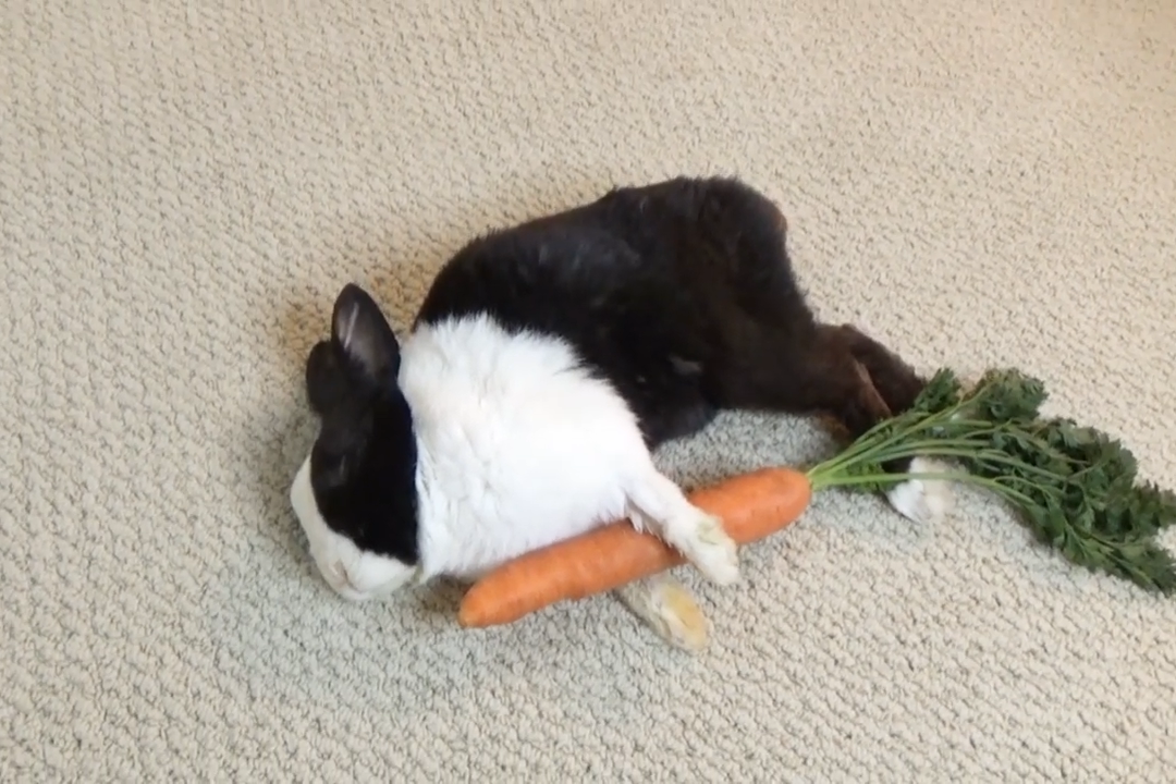 兔子抱紧胡萝卜壁纸图片