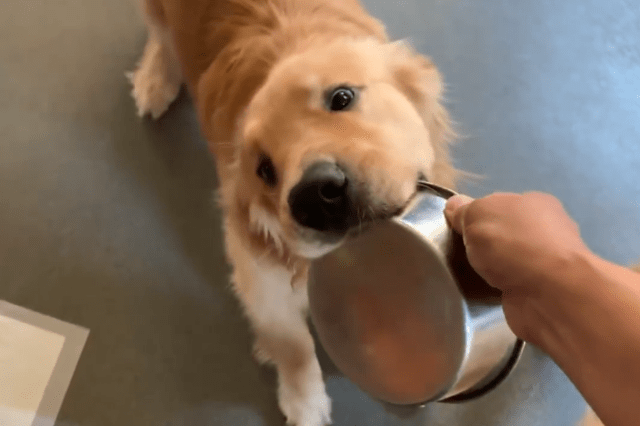 哈士奇搞笑视频