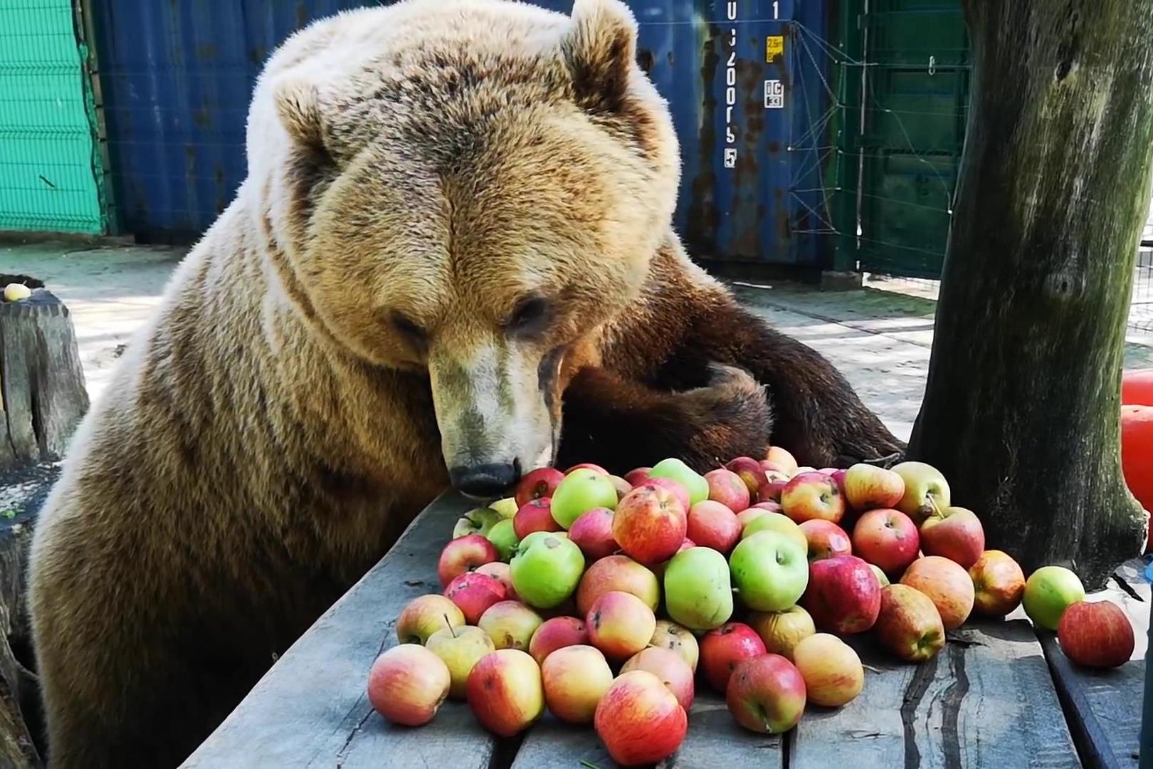熊爱吃水果,一顿早餐吃这么多!
