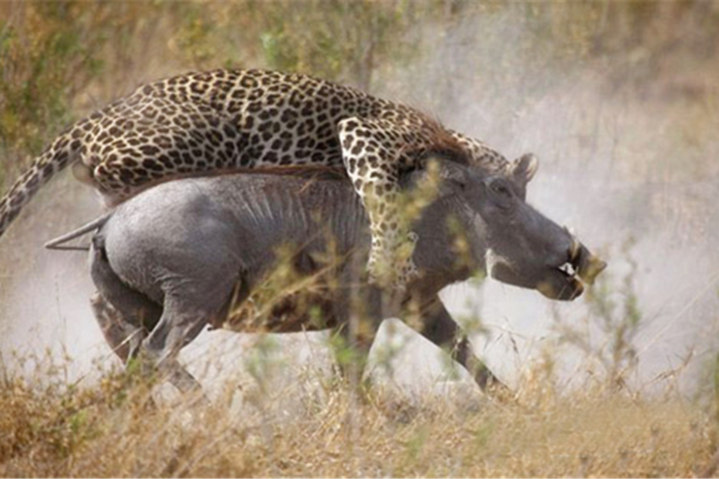 原创精选 3只小疣猪遭遇花豹,母疣猪跑来救援被扑倒,围观的鬣狗渔翁