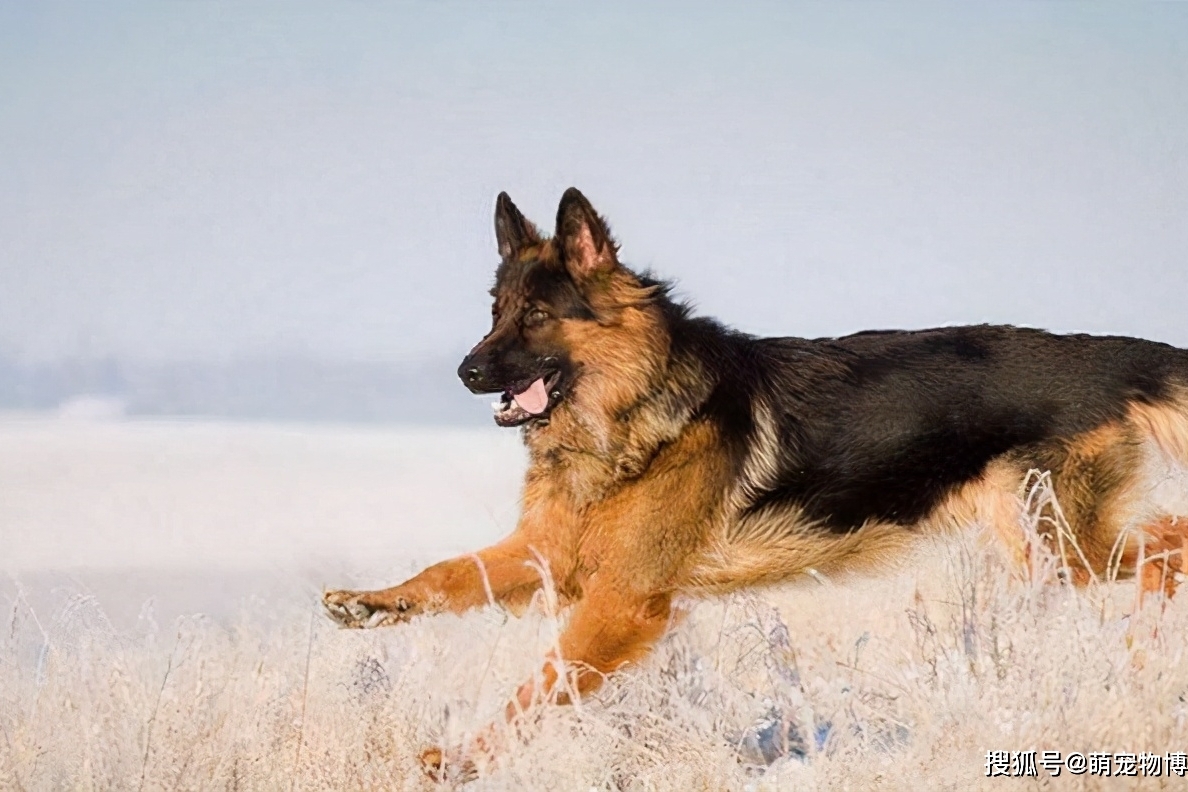 战斗力爆表的7大狼狗日本狼青犬给国人造成了巨大伤害