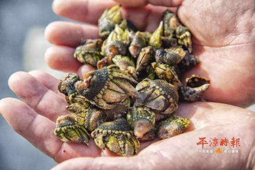 平潭海鲜名菜|龟足:裹住岚岛风味