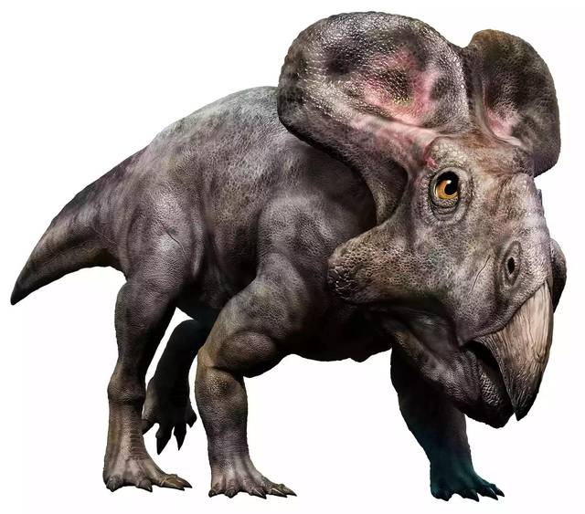 原创关于原角龙的有趣事实原角龙是一种小型,无害,有角和褶边的恐龙