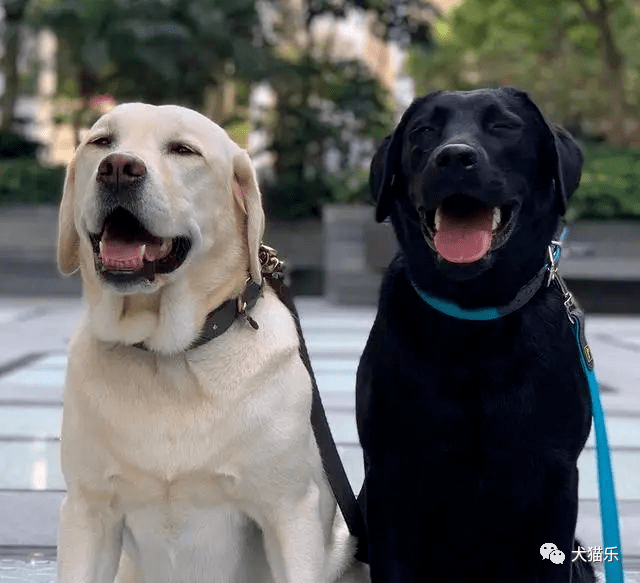 犬猫乐的个人展示页