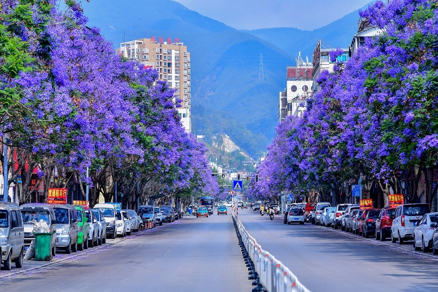 蓝花楹在阳光的渲染下显得格外梦幻,将隆阳的城市道路描绘成了一幅
